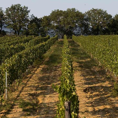 Agriturismo Le Baccane Vinci Kültér fotó