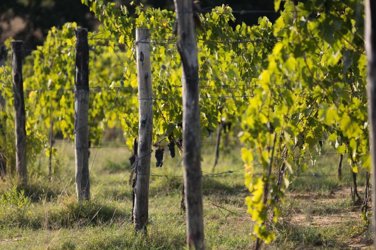 Agriturismo Le Baccane Vinci Kültér fotó