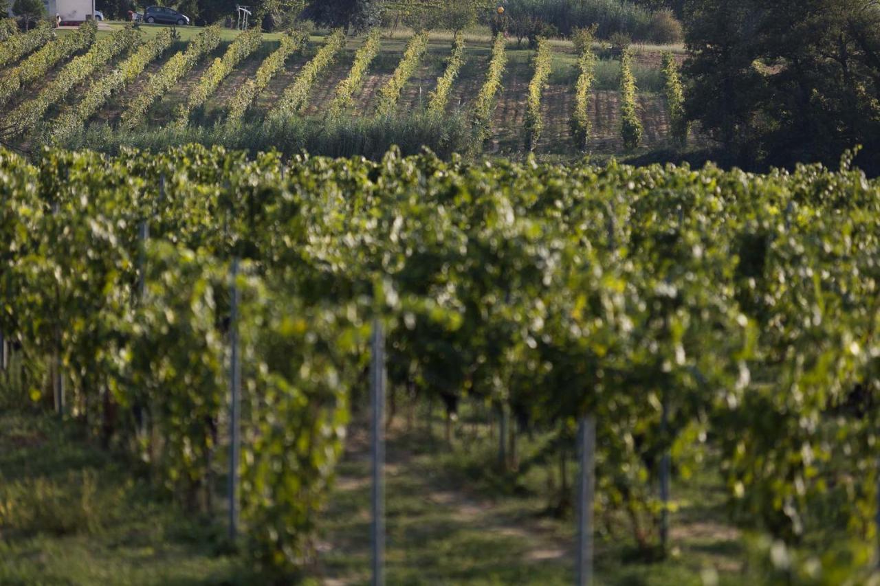 Agriturismo Le Baccane Vinci Kültér fotó