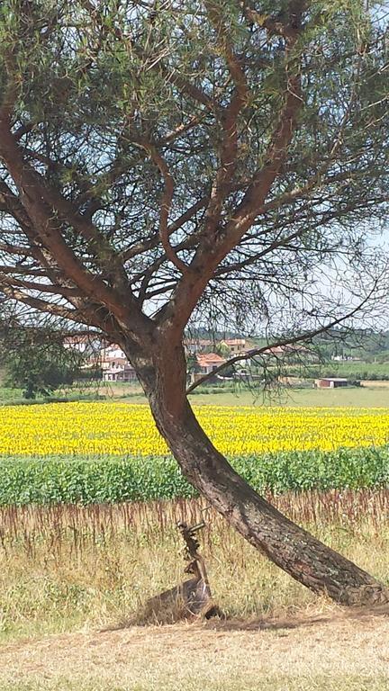 Agriturismo Le Baccane Vinci Kültér fotó